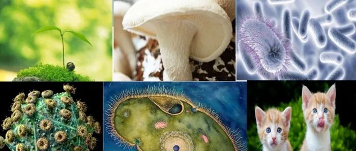 @新高一：如何初高衔接？新高一暑期攻略在此！（八、生物）