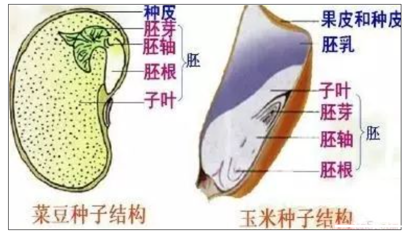 2024年初中生物知识点总结（三）