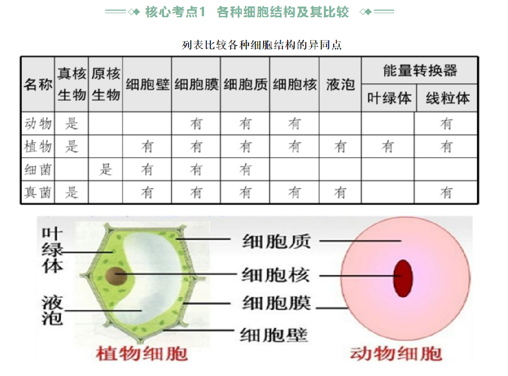 2024年初中生物体的结构层次专题
