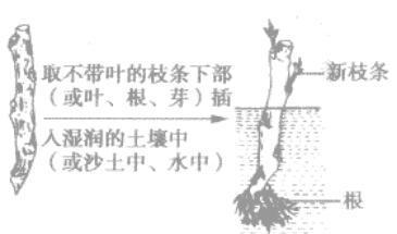 初中生物知识点梳理之植物的扦插或嫁接